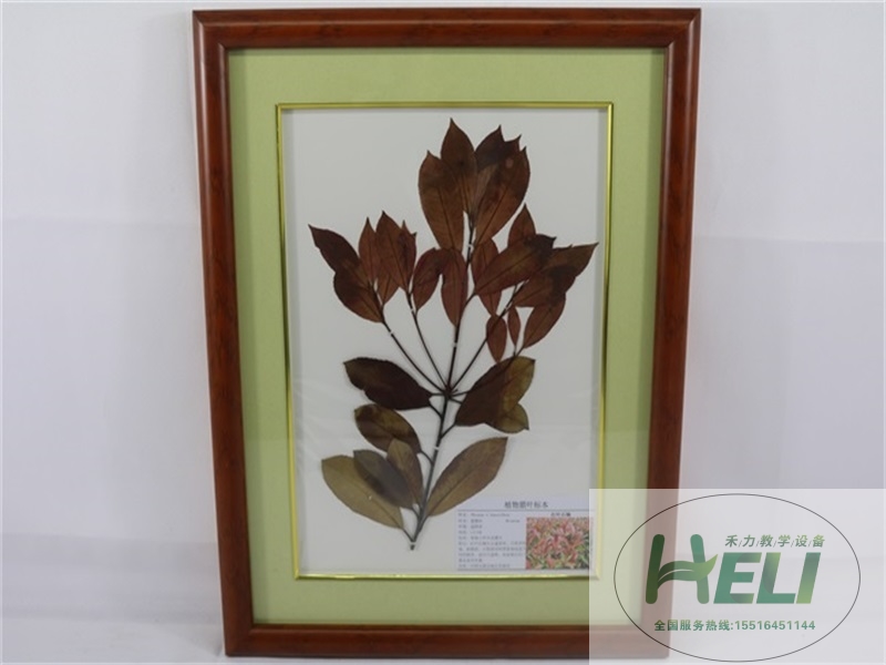 植物臘葉標本-紅葉石楠